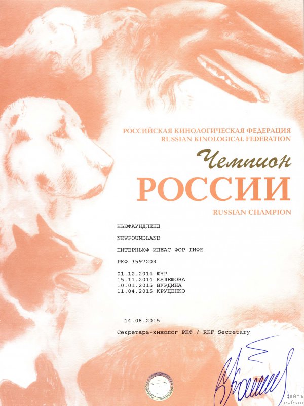 Фото: ньюфаундленд Питерньюф Идеас Фор Лифе (Piternyuf Ideas For Life)