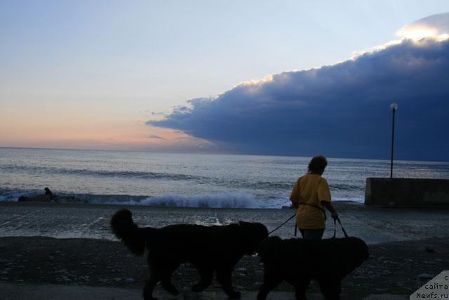 Фото: ньюфаундленд Талула Белл (Talula Bell), ньюфаундленд Потап Фидель, Анна Ковалёва