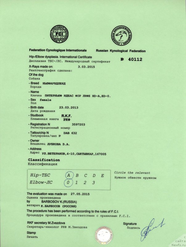 Фото: ньюфаундленд Питерньюф Идеас Фор Лифе (Piternyuf Ideas For Life)