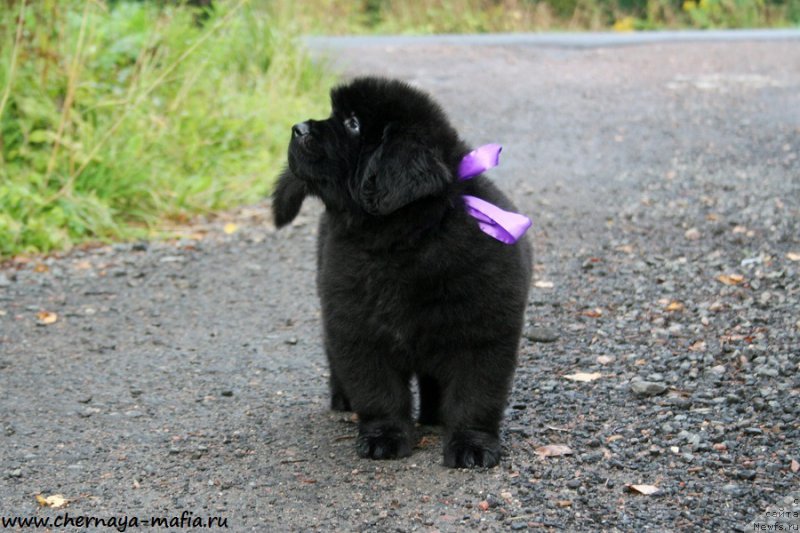 Фото: ньюфаундленд Черная Мафия А Кинд оф Магик (Chernaya Mafia А Kind of Magic)