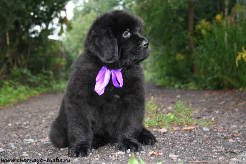 Фото: ньюфаундленд Черная Мафия А Кинд оф Магик (Chernaya Mafia А Kind of Magic)