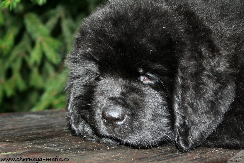 Фото: ньюфаундленд Черная Мафия А Кинд оф Магик (Chernaya Mafia А Kind of Magic)