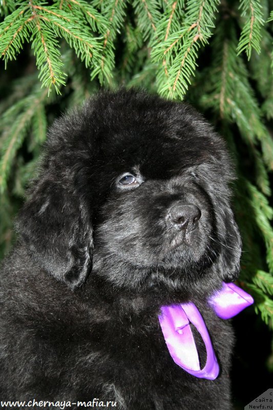 Фото: ньюфаундленд Черная Мафия А Кинд оф Магик (Chernaya Mafia А Kind of Magic)