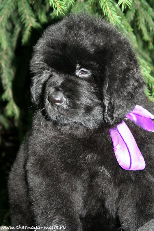 Фото: ньюфаундленд Черная Мафия А Кинд оф Магик (Chernaya Mafia А Kind of Magic)