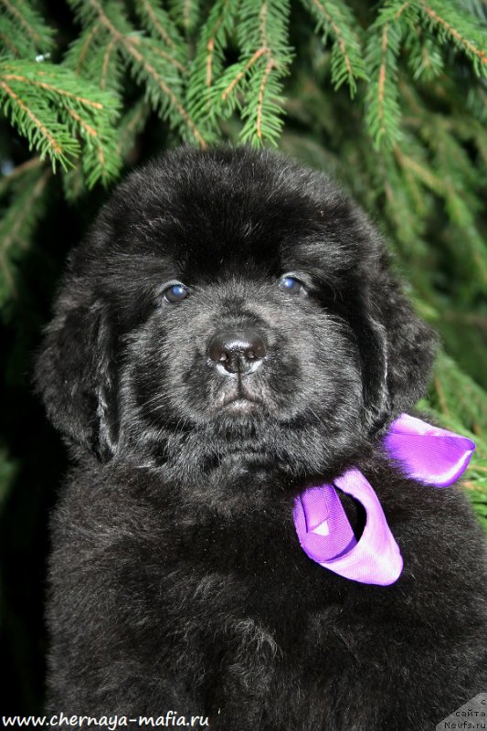 Фото: ньюфаундленд Черная Мафия А Кинд оф Магик (Chernaya Mafia А Kind of Magic)