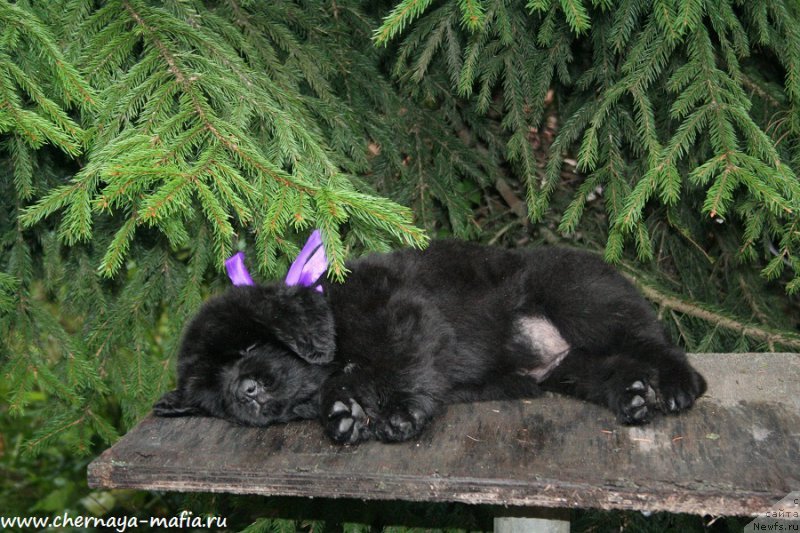 Фото: ньюфаундленд Черная Мафия А Кинд оф Магик (Chernaya Mafia А Kind of Magic)