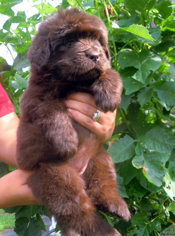 Фото: ньюфаундленд Альфа Дар Окса Ведунья