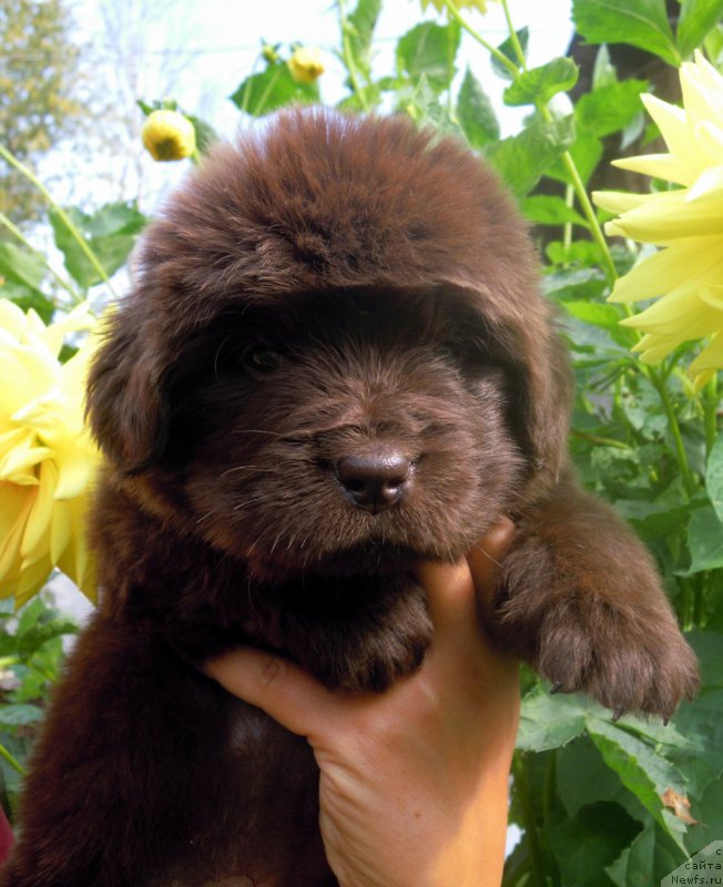 Фото: ньюфаундленд Альфа Дар Окса Ведунья