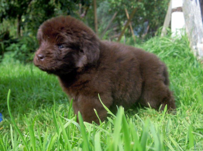 Фото: ньюфаундленд Альфа Дар Окса Ведунья