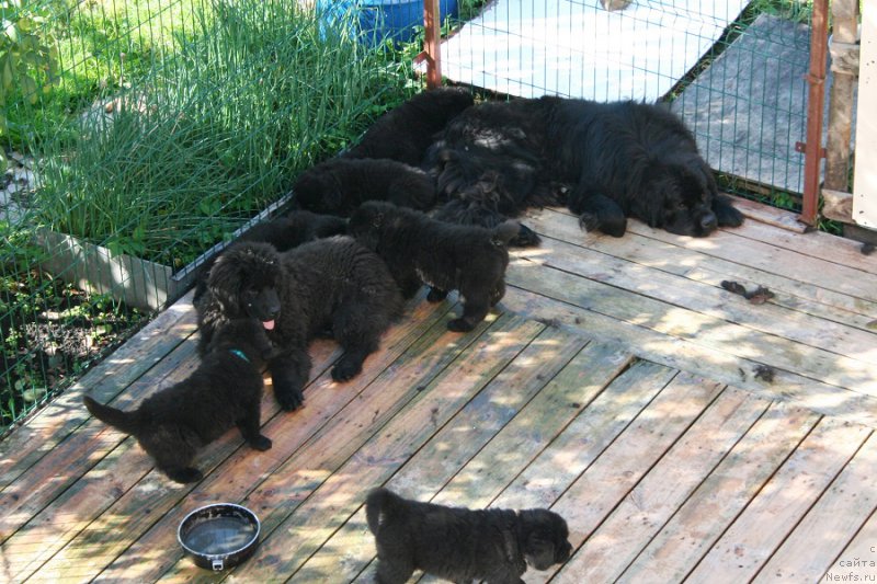Фото: ньюфаундленд Черная Мафия Муст Хаве (Chernaya Mafia Must Have)