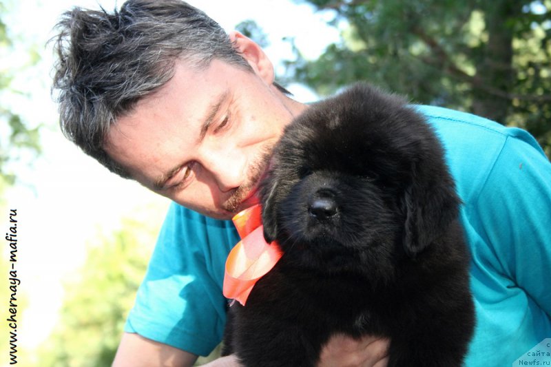 Фото: ньюфаундленд Черная Мафия Алл Ригхтс Ресервед (Chernaya Mafia Аll Rights Reserved)