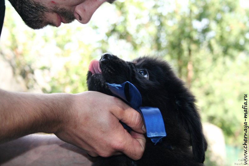 Фото: ньюфаундленд Черная Мафия Аллуринг Проспект (Chernaya Mafia Аlluring Prospect)