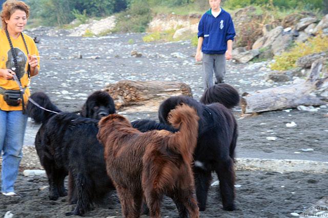 Фото: ньюфаундленд Талула Белл (Talula Bell), ньюфаундленд Потап Фидель, Анна Ковалёва, Нейджел, Антон