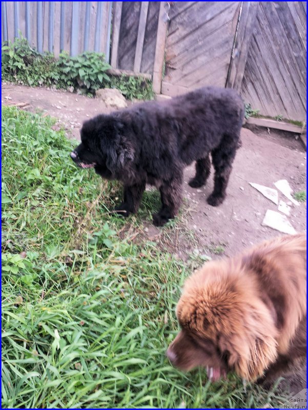 Фото: [f190599:big], ньюфаундленд Браунблад МСК Хаким Голд Хайдар (Brownblood MSK Hakim Gold Haydar)