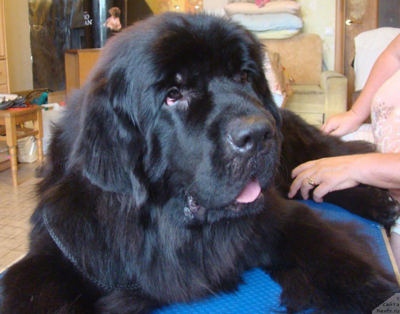 Фото: ньюфаундленд Ньюфорт Атлантида (Njufort Atlantida)