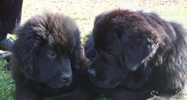 Фото: ньюфаундленд Эксклюзив от Ундины, ньюфаундленд Арх Бьюти Очень Важная Персона