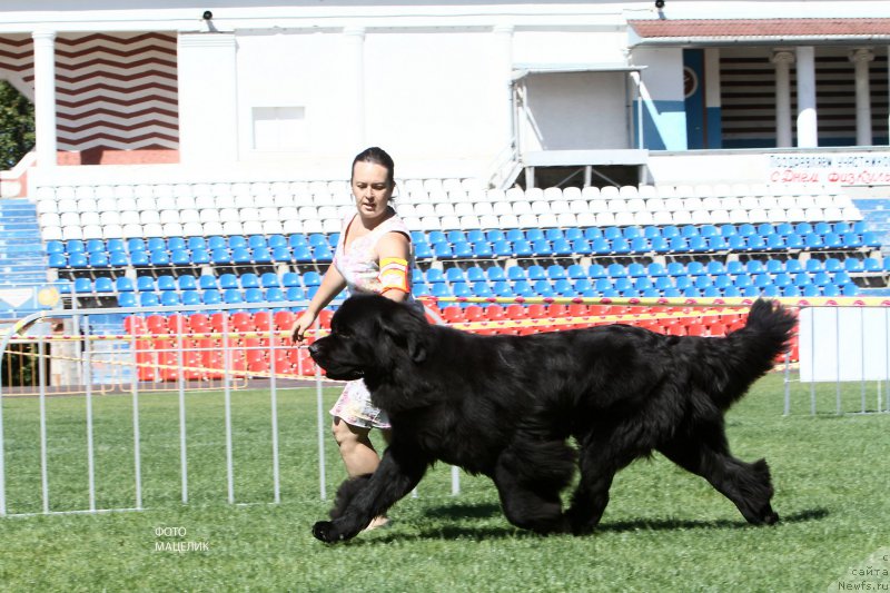 Фото: ньюфаундленд Черная Мафия Муч Соугхт (Chernaya Mafia Much Sought)