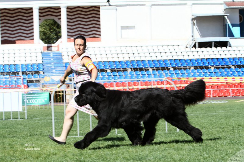 Фото: ньюфаундленд Черная Мафия Муч Соугхт (Chernaya Mafia Much Sought)
