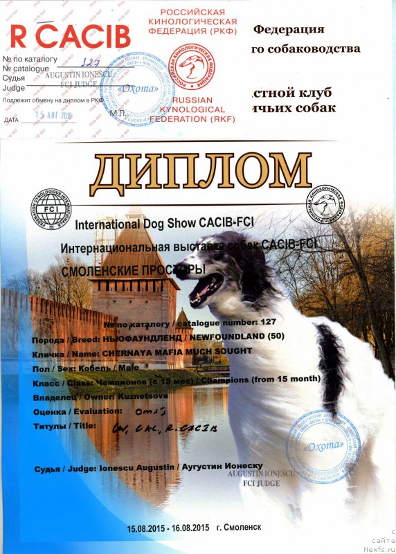 Фото: ньюфаундленд Черная Мафия Муч Соугхт (Chernaya Mafia Much Sought)