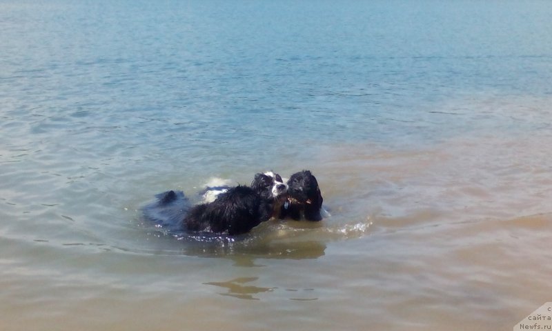 Фото: ньюфаундленд Флюфи Аваланч Цивилизация (Fluffy Avalanche Civilization), ньюфаундленд Флюфи Аваланч Сурпассинг Алл Експестатионс (Fluffy Avalanch Surpassing All Expektations), ньюфаундленд Дарт Вейдер