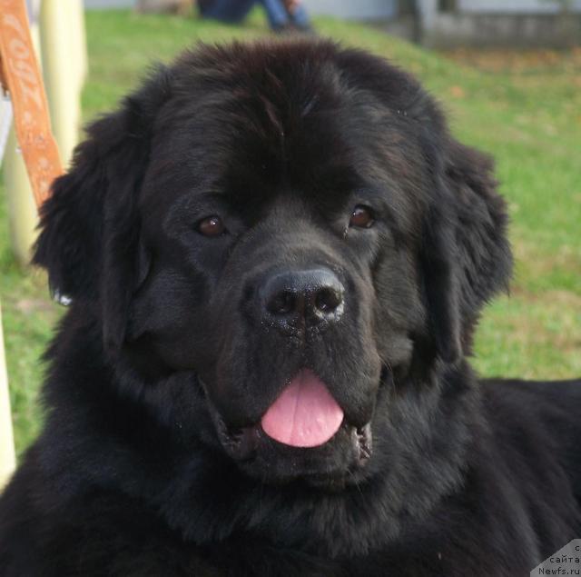 Фото: ньюфаундленд Арх Бьюти Очень Важная Персона