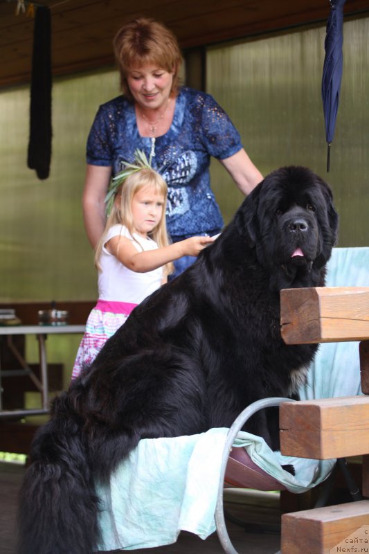 Фото: ньюфаундленд Cristalmar Cadeaux de Noel