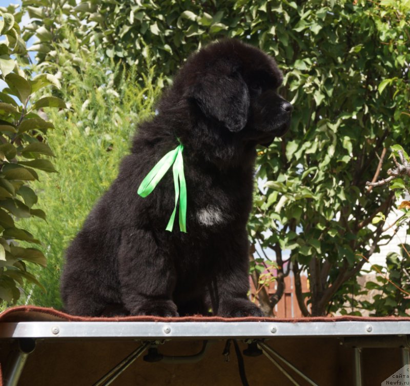 Фото: Супер Премиум Унике Леди