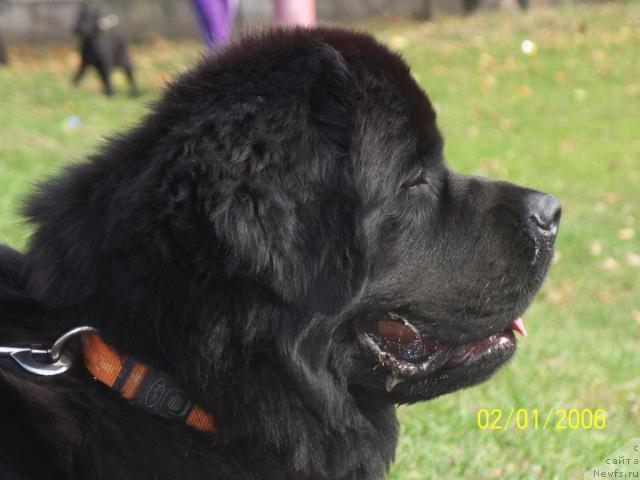 Фото: ньюфаундленд Арх Бьюти Очень Важная Персона