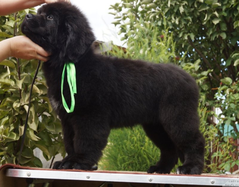 Фото: Супер Премиум Унике Леди