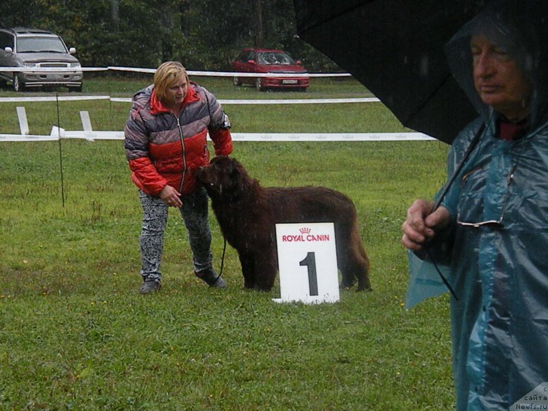 Фото: ньюфаундленд Ваше Благородие с Берега Дона (Vashe Blagorodie s Berega Dona), Наталья Климова