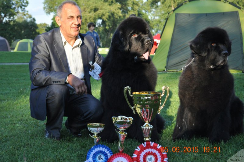 Фото: ньюфаундленд Звезда Ростова с Берега Дона (Zvezda Rostova s Berega Dona), ньюфаундленд Звездный Дар Агасси (Zvezdnij Dar Agassi)