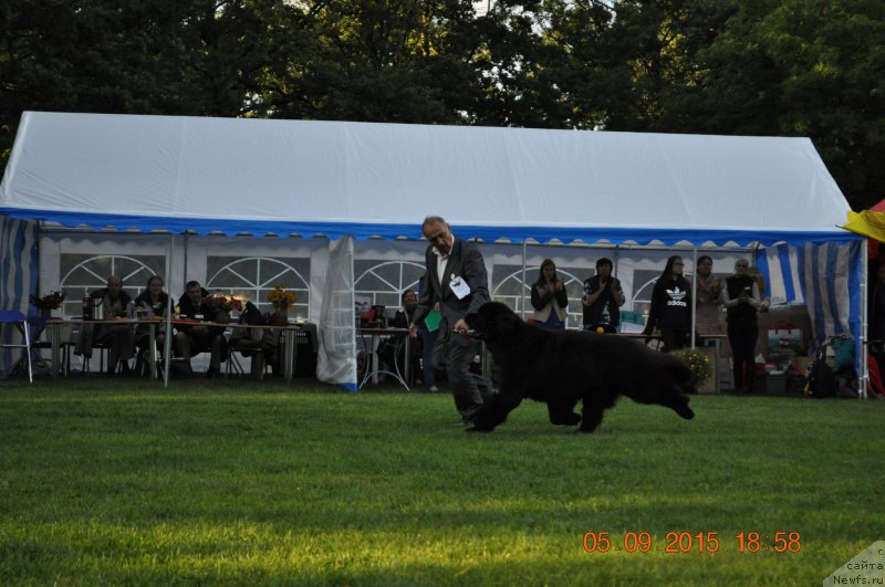 Фото: ньюфаундленд Звездный Дар Агасси (Zvezdnij Dar Agassi)