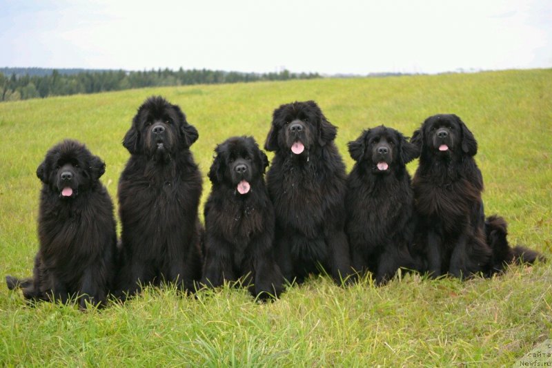 Фото: ньюфаундленд Симбад Покоритель Морей, ньюфаундленд Нефертити Красавица Грядет, ньюфаундленд Назар Вятский Медведь (Nazar Vyatskiy Medved), ньюфаундленд Многоликая Богиня Манифик (Mnogolikaya Boginya Manifik), ньюфаундленд Акватория Келвин Шарлиз (Aquatoriya Kelvin Sharliz), ньюфаундленд Скарлет О'Хара