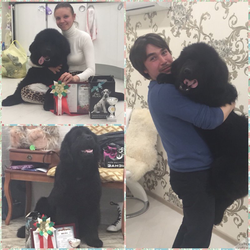 Фото: ньюфаундленд Нью-Пом-Шир Бонд Джеймс