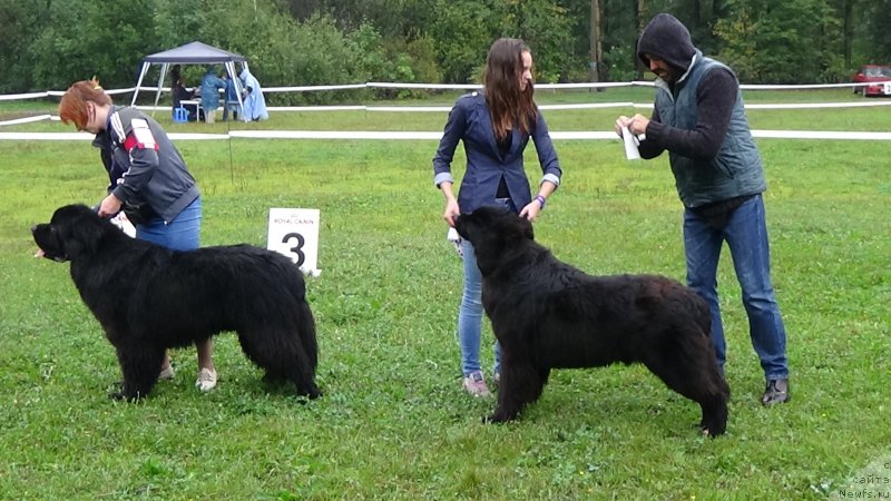 Фото: ньюфаундленд Сент Джонс Оптимус Прайм (Sent Djons Optimus Prime), Владимир Пахнюк