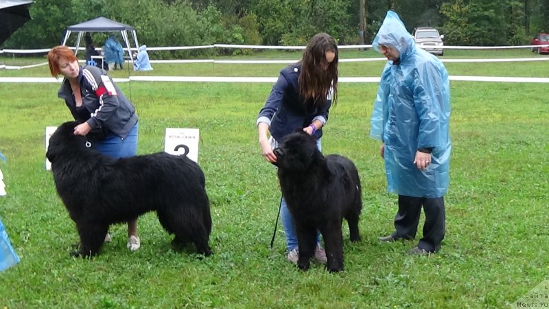 Фото: ньюфаундленд Сент Джонс Оптимус Прайм (Sent Djons Optimus Prime)