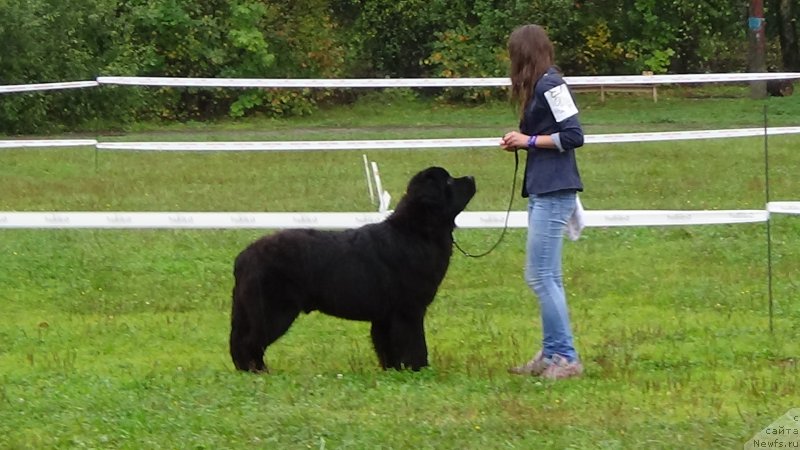 Фото: ньюфаундленд Сент Джонс Оптимус Прайм (Sent Djons Optimus Prime)