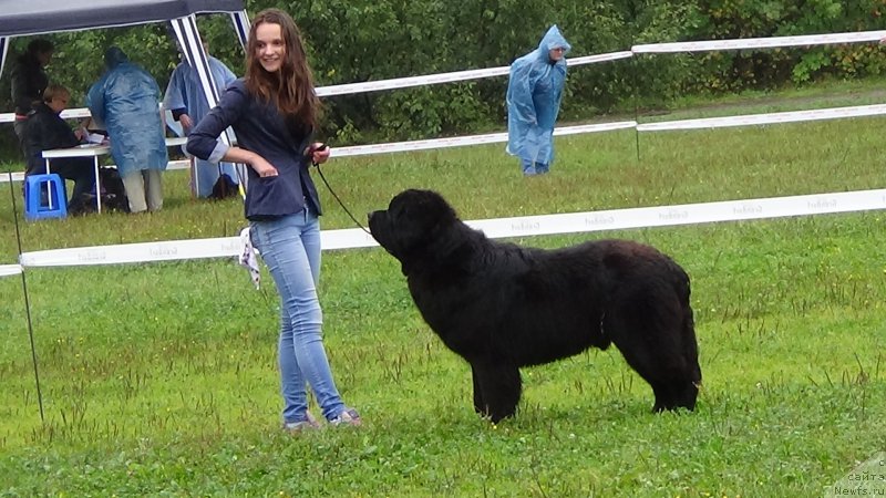 Фото: ньюфаундленд Сент Джонс Оптимус Прайм (Sent Djons Optimus Prime)