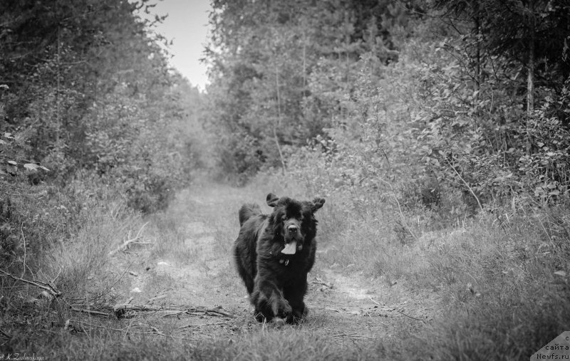 Фото: ньюфаундленд Love Inside Your Soul Moon Bear