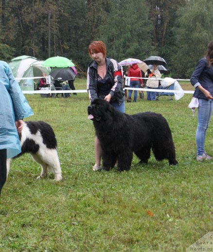 Фото: ньюфаундленд Мэлман Шерстистый Мамонт