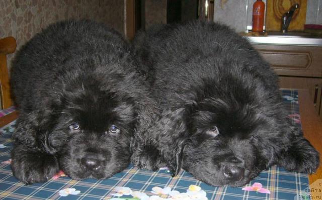 Фото: ньюфаундленд Супер Бизон Анталия, ньюфаундленд Супер Бизон Академик Аллен