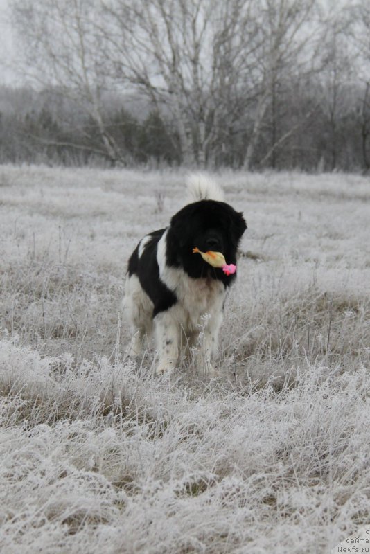 Фото: ньюфаундленд Черный Шарм Веллингтон