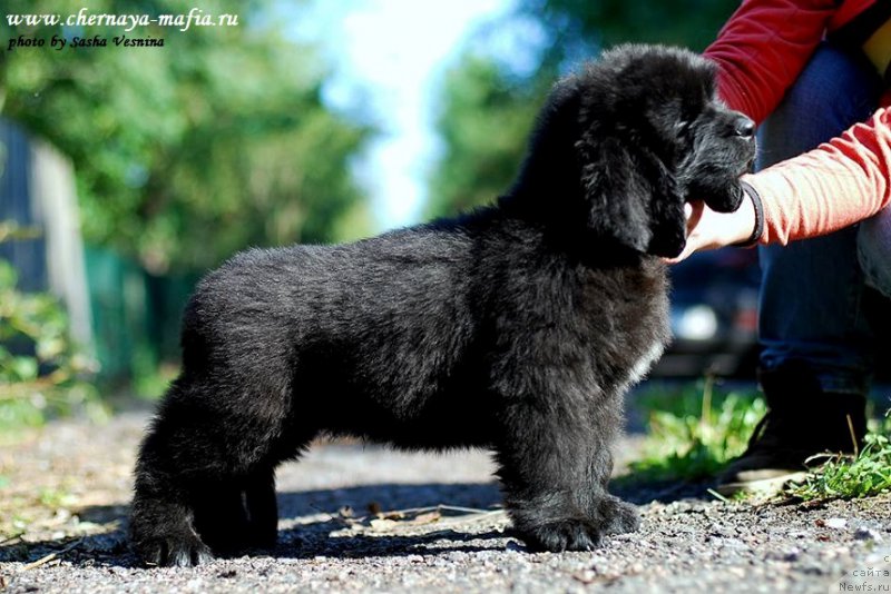 Фото: ньюфаундленд Черная Мафия Аттрактиве Повер (Chernaya Mafia Attractive Power)