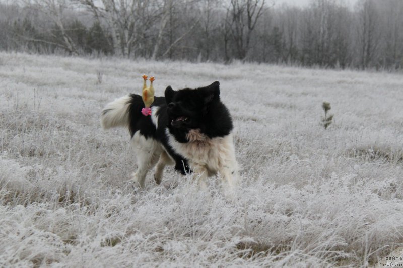 Фото: ньюфаундленд Черный Шарм Веллингтон