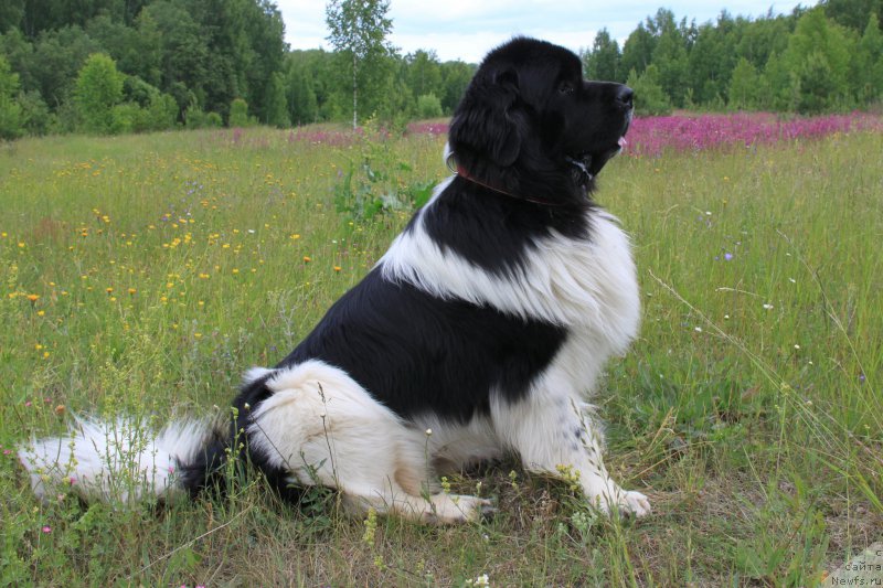 Фото: ньюфаундленд Черный Шарм Веллингтон