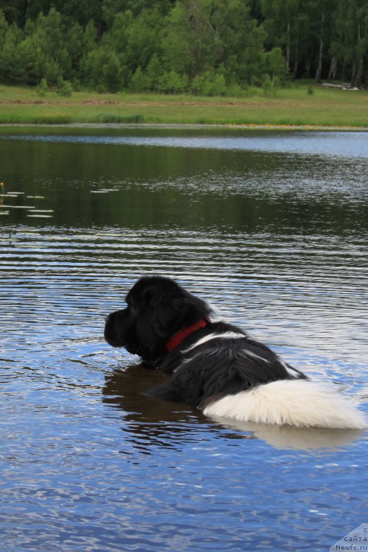 Фото: ньюфаундленд Черный Шарм Веллингтон