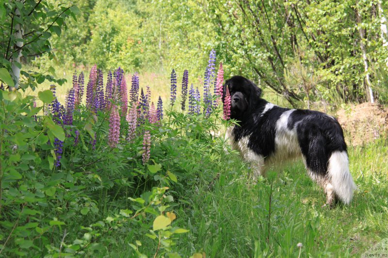 Фото: ньюфаундленд Черный Шарм Веллингтон