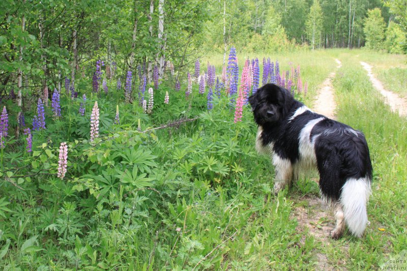 Фото: ньюфаундленд Черный Шарм Веллингтон