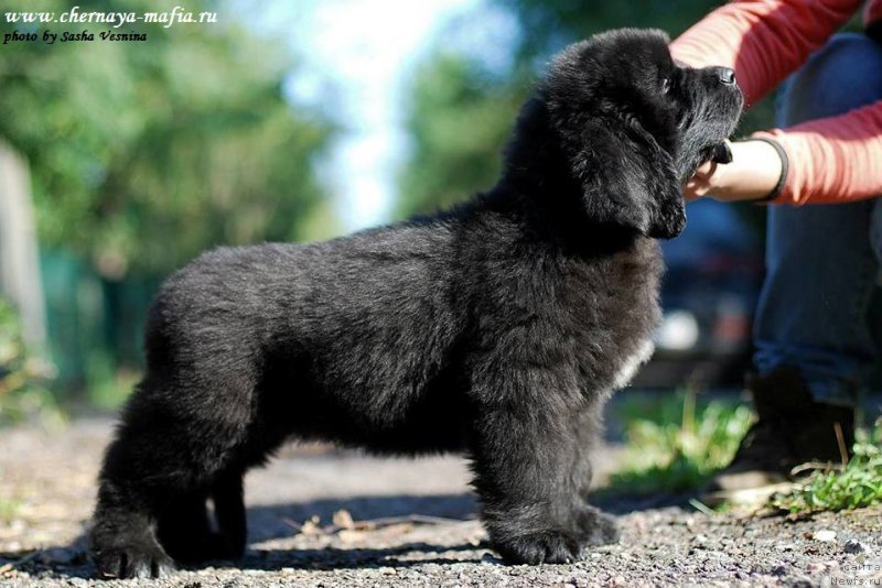 Фото: ньюфаундленд Черная Мафия Аттрактиве Повер (Chernaya Mafia Attractive Power)