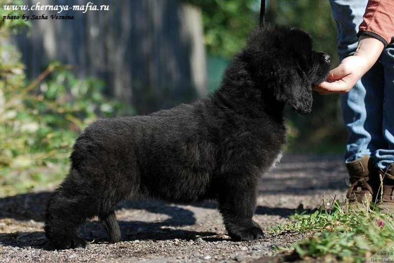 Фото: ньюфаундленд Черная Мафия Аттрактиве Повер (Chernaya Mafia Attractive Power)